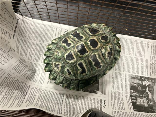 Shelter Stray Female Other last seen , West Valley Animal Shelter, 20655 Plummer St, Chatsworth, CA 91311, USA