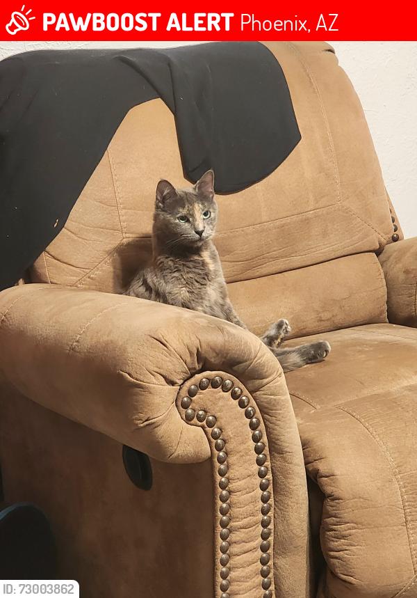 Lost Female Cat last seen Near 32nd street and Thomas. Perry park, Phoenix, AZ 85008