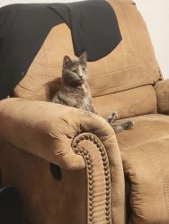 Lost Female Cat last seen Near 32nd street and Thomas. Perry park, Phoenix, AZ 85008