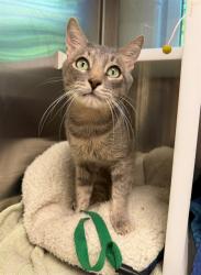 Shelter Stray Male Cat last seen Near BLOCK E 75TH AVE, 12155 Park Blvd, Brighton, CO 80601, USA