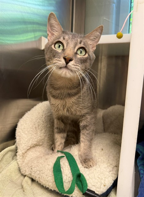 Shelter Stray Male Cat last seen Near BLOCK E 75TH AVE, 12155 Park Blvd, Brighton, CO 80601, USA