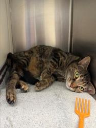 Shelter Stray Female Cat last seen 50TH & COUNTY RD 2, 12155 Park Blvd, Brighton, CO 80601, USA