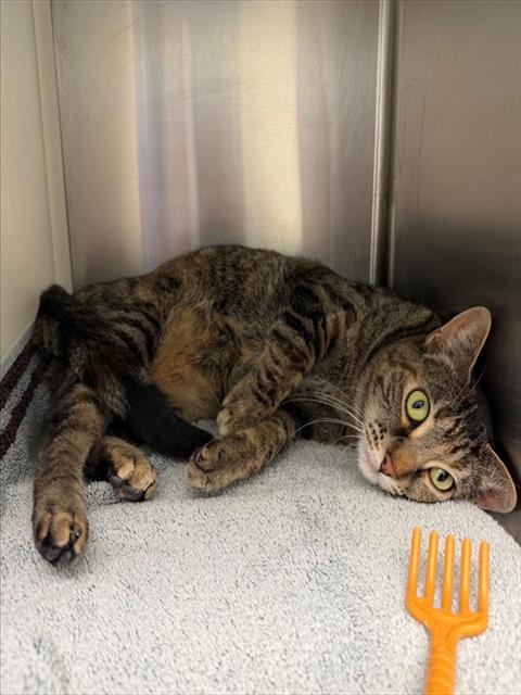 Shelter Stray Female Cat last seen 50TH & COUNTY RD 2, 12155 Park Blvd, Brighton, CO 80601, USA