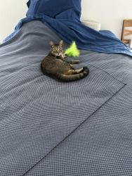 Lost Male Cat last seen Olympic Heights-Budley S Degroot lane, Austin, TX 78748