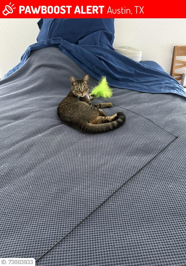 Lost Male Cat last seen Olympic Heights-Budley S Degroot lane, Austin, TX 78748