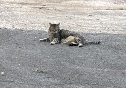 Lost Male Cat last seen Bradford Arkansas, Bradford, AR 72020