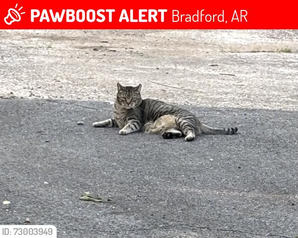 Lost Male Cat last seen Bradford Arkansas, Bradford, AR 72020