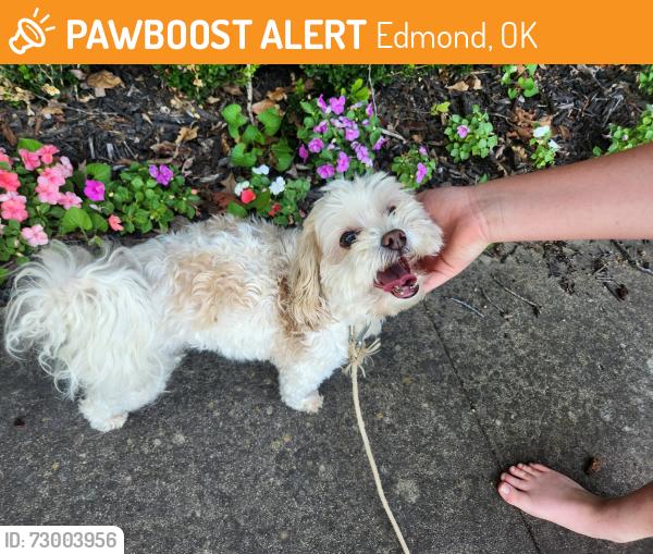 Found/Stray Unknown Dog last seen Bryant and Covell, Edmond, OK 73034