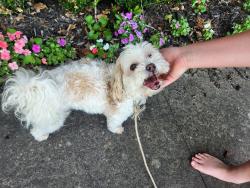 Found/Stray Unknown Dog last seen Bryant and Covell, Edmond, OK 73034