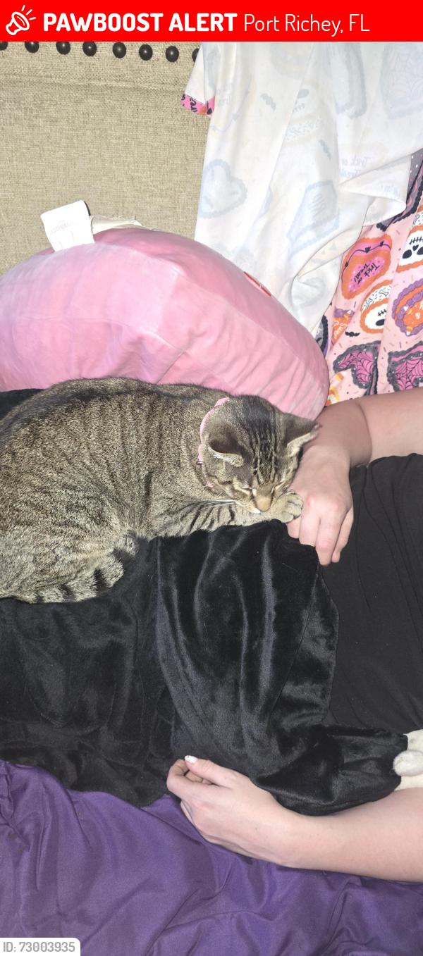 Lost Female Cat last seen Wilkins st a couple blocks in front of Walmart on Ridge and 19 west side , Port Richey, FL 34668