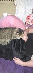 Lost Female Cat last seen Wilkins st a couple blocks in front of Walmart on Ridge and 19 west side , Port Richey, FL 34668