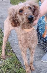 Reunited Female Dog last seen Hollywood and North 28th Ave , Hollywood, FL 33020
