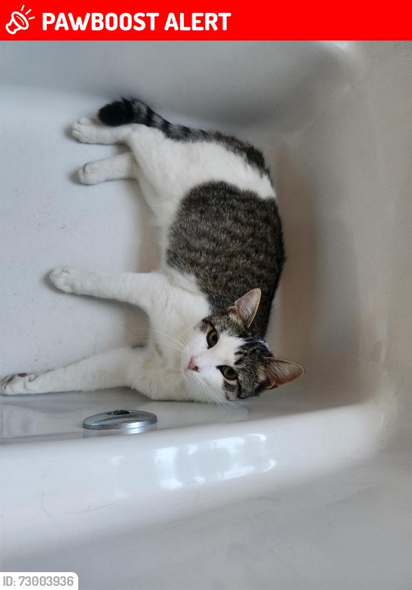 Lost Male Cat last seen Bustleton Pike , Feasterville-Trevose, PA 19053