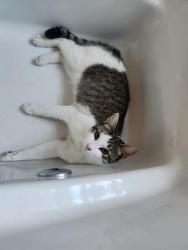 Lost Male Cat last seen Bustleton Pike , Feasterville-Trevose, PA 19053