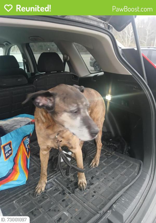 Reunited Female Dog last seen Lucky ln, Saltsburg, PA 15681