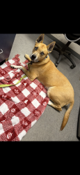 Reunited Male Dog last seen Ike lynch rd , Dallas, NC 28034