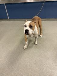 Shelter Stray Male Dog last seen Near BLOCK SW 20 ST, 3599 NW 79th Ave, Doral, FL 33122, USA