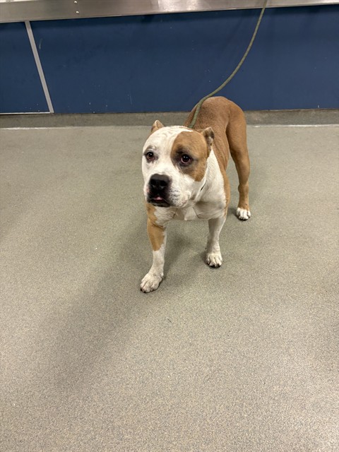 Shelter Stray Male Dog last seen Near BLOCK SW 20 ST, 3599 NW 79th Ave, Doral, FL 33122, USA