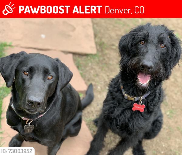 Lost Female Dog last seen S.R. DeBoer Park, Denver, CO 80210