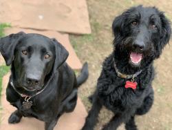 Lost Female Dog last seen S.R. DeBoer Park, Denver, CO 80210