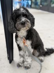 Reunited Female Dog last seen West Cavalcade Road and Norhill Blvd, Houston, TX 77009