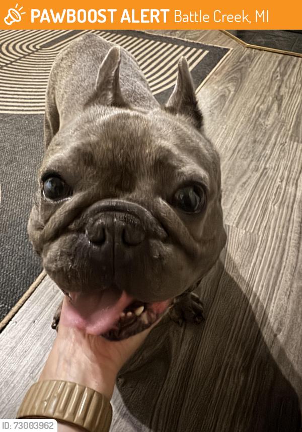 Found/Stray Male Dog last seen M89, Battle Creek, MI 49017