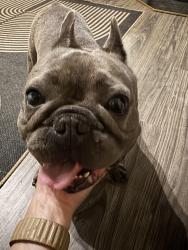 Found/Stray Male Dog last seen M89, Battle Creek, MI 49017