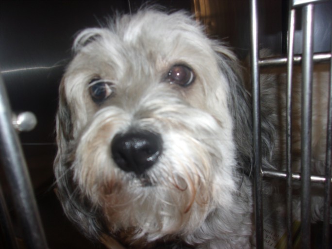 Shelter Stray Female Dog last seen , 14409 Vanowen St, Van Nuys, CA 91405, USA