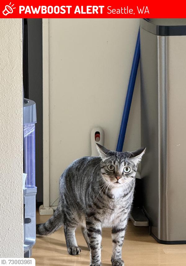 Lost Male Cat last seen 45th St and 46th Ave near Laurelhurst Elementary, Seattle, WA 98105