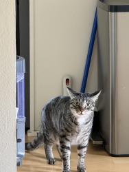 Lost Male Cat last seen 45th St and 46th Ave near Laurelhurst Elementary, Seattle, WA 98105