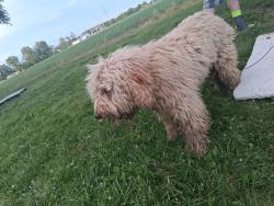 Found/Stray Male Dog last seen Cardinal Greenway, Hamilton Township, IN 47304