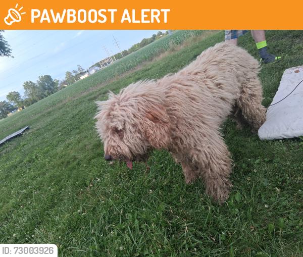 Found/Stray Male Dog last seen Cardinal Greenway, Hamilton Township, IN 47304