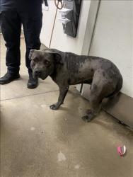 Shelter Stray Male Dog last seen , 14409 Vanowen St, Van Nuys, CA 91405, USA