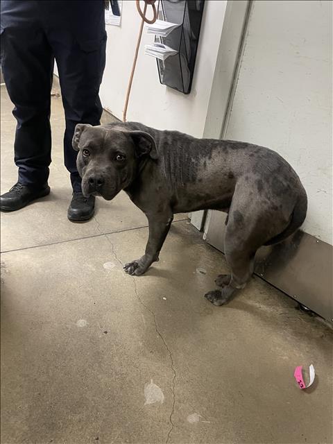 Shelter Stray Male Dog last seen , 14409 Vanowen St, Van Nuys, CA 91405, USA