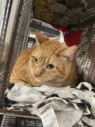 Shelter Stray Male Cat last seen , 14409 Vanowen St, Van Nuys, CA 91405, USA