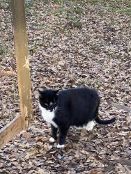 Lost Male Cat last seen Broadmoor Court and Foothill Road, Lake of the Pines, CA 95602