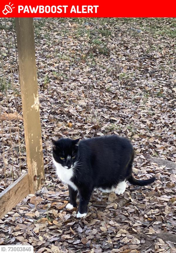 Lost Male Cat last seen Broadmoor Court and Foothill Road, Lake of the Pines, CA 95602