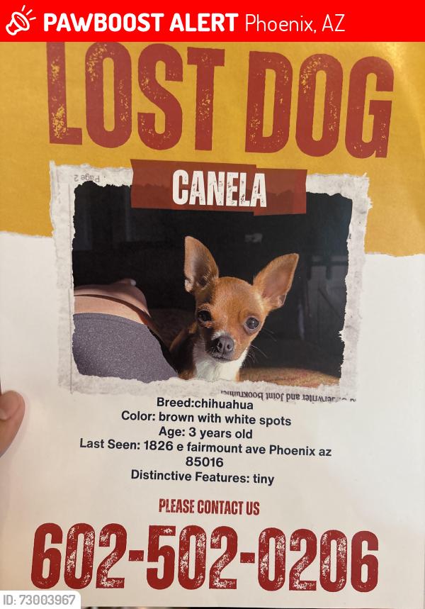 Lost Female Dog last seen 18th st and Indian school , Phoenix, AZ 85016
