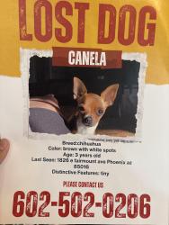 Lost Female Dog last seen 18th st and Indian school , Phoenix, AZ 85016