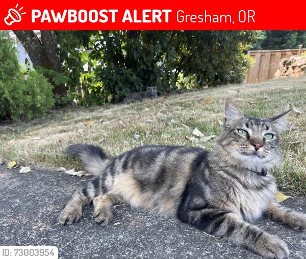 Lost Male Cat last seen Kane Park, Gresham, OR 97030
