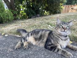 Lost Male Cat last seen Kane Park, Gresham, OR 97030