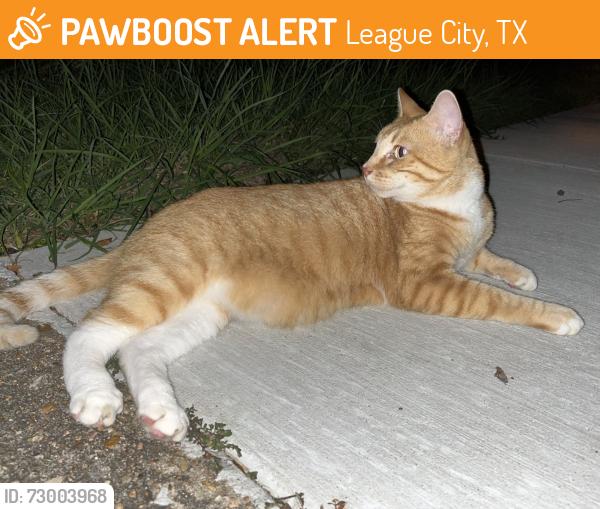 Found/Stray Male Cat last seen Landing Blvd & Knoxville Dr , League City, TX 77573