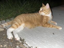 Found/Stray Male Cat last seen Landing Blvd & Knoxville Dr , League City, TX 77573