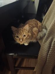 Lost Male Cat last seen Maz Cafe con Leche, Santa Ana, CA 92701