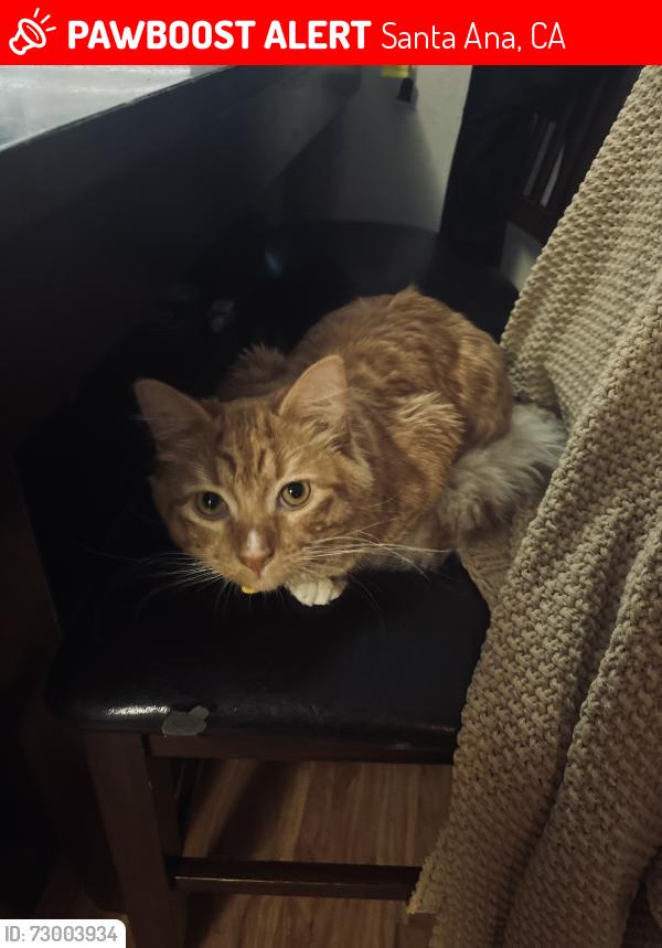Lost Male Cat last seen Maz Cafe con Leche, Santa Ana, CA 92701