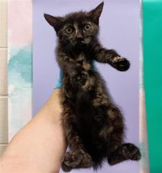 Shelter Stray Female Cat last seen SUMMER CREST CT / WINSDOR POINT WAY, 9150 Union Park Way, Elk Grove, CA 95624, USA