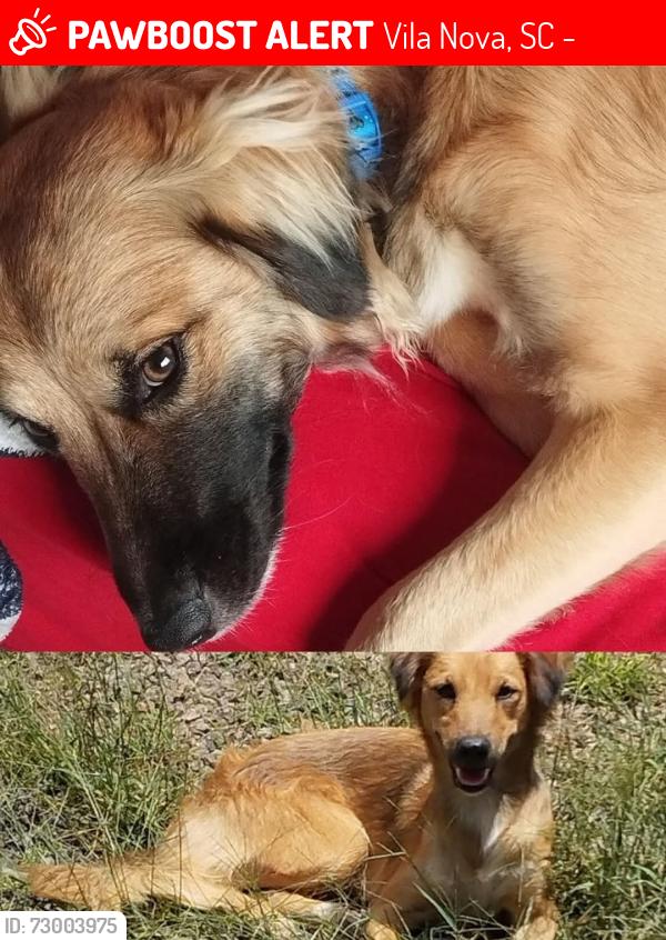 Lost Female Dog last seen Vistos pela última vez perto da Rua das purpuratas , Vila Nova, SC 89237-520