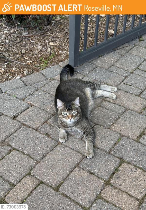 Found/Stray Unknown Cat last seen Oxford and County Road B, Roseville, MN 55113
