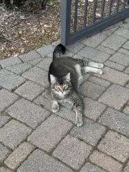 Found/Stray Unknown Cat last seen Oxford and County Road B, Roseville, MN 55113