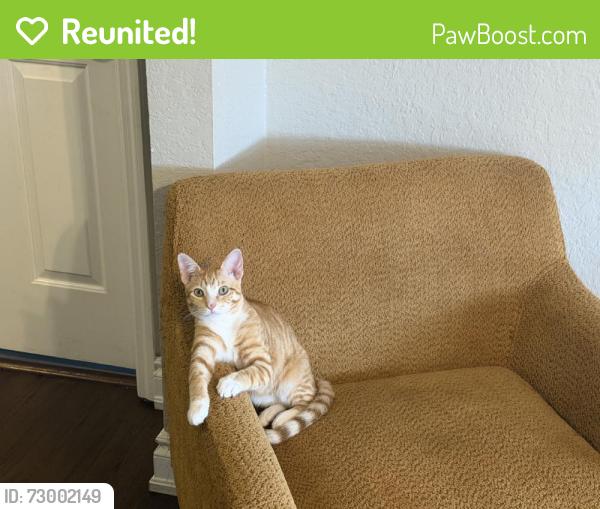 Reunited Male Cat last seen Near NW 25th Pl, Coral Springs, FL 33065, USA, Coral Springs, FL 33065
